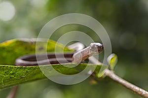 The keeled slug-eating snake, Pareas carinatus, is a species of snake in the family Pareidae . It is relatively widespread