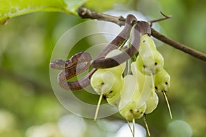 The keeled slug-eating snake, Pareas carinatus, is a species of snake in the family Pareidae . It is relatively widespread