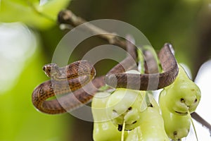 The keeled slug-eating snake, Pareas carinatus, is a species of snake in the family Pareidae . It is relatively widespread