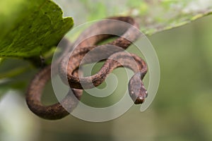 The keeled slug-eating snake, Pareas carinatus, is a species of snake in the family Pareidae . It is relatively widespread