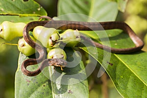 The keeled slug-eating snake, Pareas carinatus, is a species of snake in the family Pareidae . It is relatively widespread