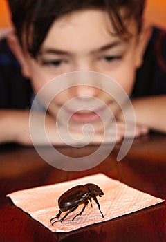 Keen teenage boy investigate bug