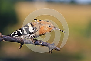 Keep Calm and Carry On, bird is hidden