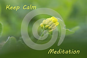Keep calm meditation banner with small yellow flower on beautiful background in shades of green