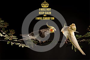 Keep Calm memes, `I will not keep calm`, cute bird meme on black background