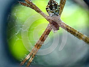 Keep calm and spider sleep photo