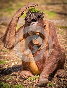 Keep cool Orangutan