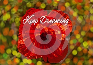 Red poppy flower in the meadow. Amazing wild poppies wallpaper. Beautiful nature photo copy space. Floral greeting card