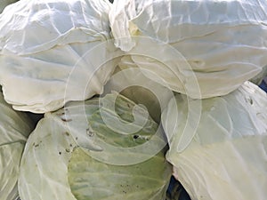 Keep an eye on the cabbages photo