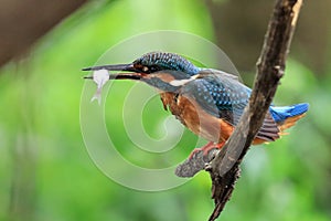 Keep replace the fish in the mouth, kingfisher swallow it from the head.