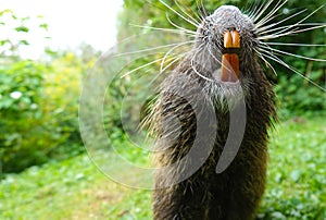 Keep smiling, Nutria in park