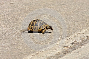 Keep walking- turtle crossing the road
