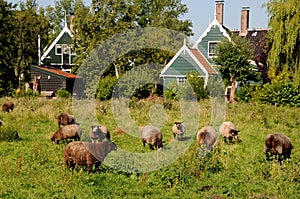 Keeping animals in Zaanse Schans