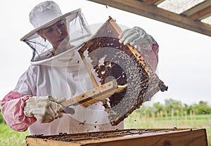 Keeping bees comes with its fair share of adrenaline rushes. a beekeeper opening a hive frame on a farm.