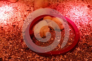 Keeping chicks warm by poultry heat red lamps