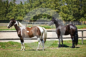 Keeping an eye out. two horses standing in a field on a ranch.