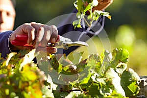 Keeping the grapevine in tip top shape. a mans hands clipping a grapevine.