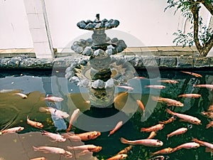 Keeping koi fish in a fish pond photo