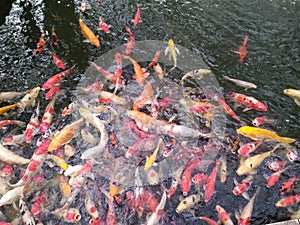 Keeping Nishikigoi begin kowith hahu and end with fishs in thailand