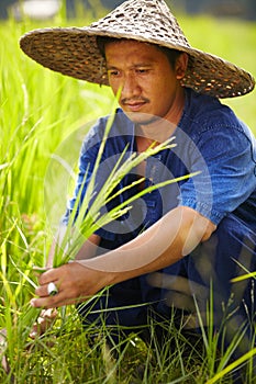 Keeping traditions alive. A rice farmers harvests his rice with a scythe - Thailand.