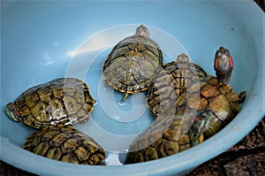 Keeping turtles & terrapins as pet