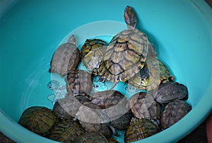 Keeping turtles & terrapins as pet