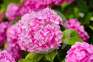 Keeping your garden blooming. Hydrangea blossom on sunny day. Flowering hortensia plant. Blossoming flowers in summer