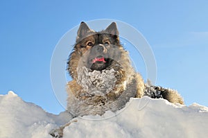 Keeshond dog romp in the snow photo