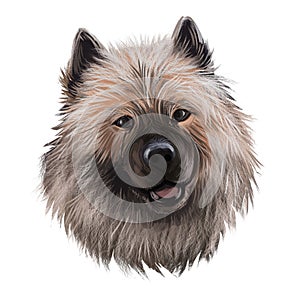 Keeshond, Dutch Barge Dog, German Spitz dog digital art illustration isolated on white background. Holland origin northern breed