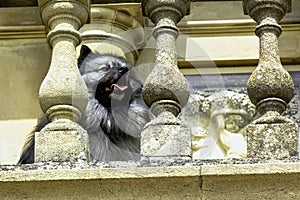 Keeshond is a medium-sized dog with a plush, two-layer coat