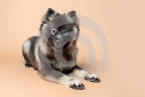 Keeshond puppy with white spectacles and intelligent expression
