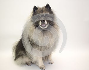 Keeshond on white background