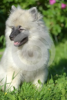 Keeshond wolfspitz puppy happy in summer