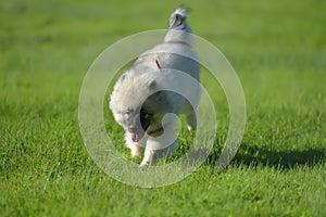 Keeshond wolfspitz puppy running