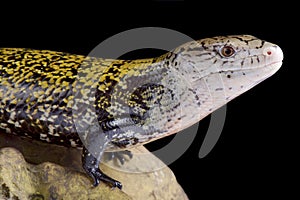 Kei island blue tongue skink Tiliqua gigas keyensis