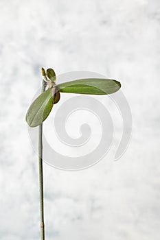 Keiki phalaenopsis orchid closeup, offspring growing on a stem, vertical format