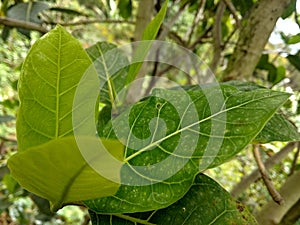 keindahan daun nangka : green photo