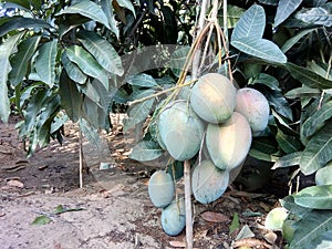 Keit mango grafting for vigorous trees