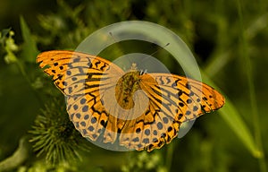 Keizersmantel, Silver-washed Fritillary, Argynnis paphia