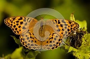 Keizersmantel, Silver-washed Fritillary, Argynnis paphia