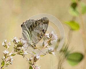 Keizersmantel, Silver-washed Fritillary, Argynnis paphia