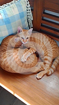 KEKET AND HIS BIG BROTHER  cat  catlovers  cutiecat  funnycat  kittens  littlecheetah photo