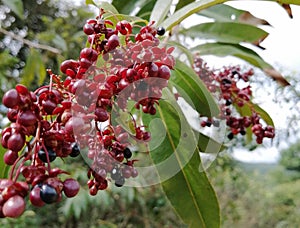 Kela mala can be found in the forest of sri lanka