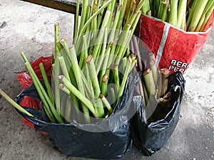 Keladi can produced as food photo