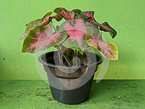 Keladi lipstick or bicolor caladium flowers  pink small plant on pot photo