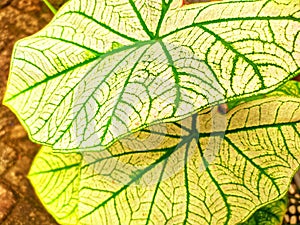 Keladi plant leaves at the garden photo