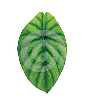 Keladi tengkorak hijau or alocasia cypeolata leaf, isolated on white background