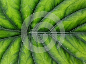 Keladi tengkorak hijau or alocasia green shield leaf, close up view photo