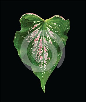 Keladi wayang leaf isolated on black background. caladium bicolor plant photo