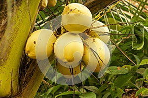 Kelapa Gading, young ivory coconuts on the tree